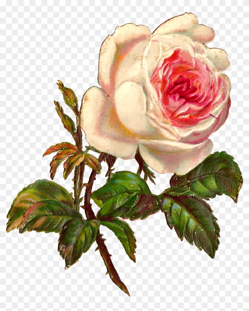 White Rose Illustration Clipart #4222371