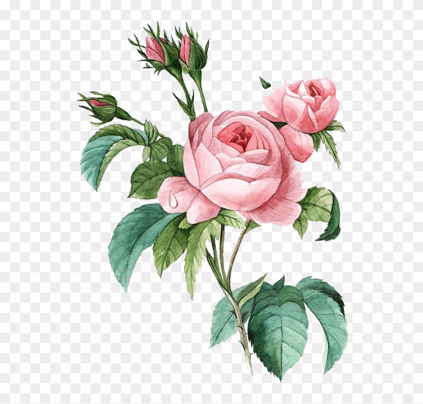 Pink Botany Flower Damask Rose Illustration Poster - Rosa Centifolia Clipart