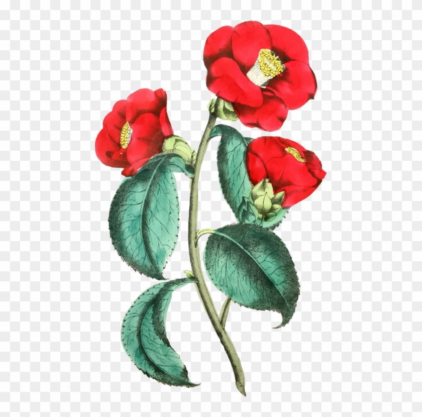 Flower Illustration Rose Floral Design Drawing - Flower Illustration Png Clipart #4222562