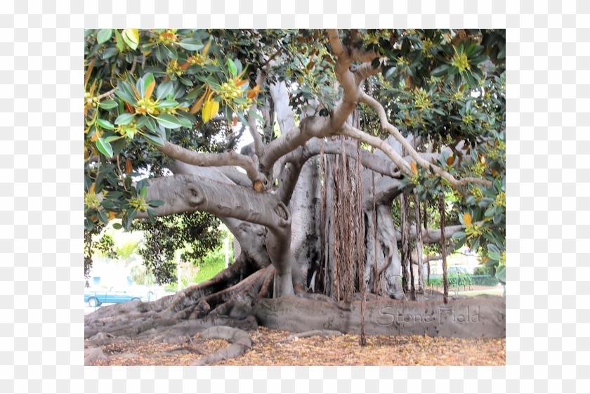 Banyan Tree - Oak Clipart