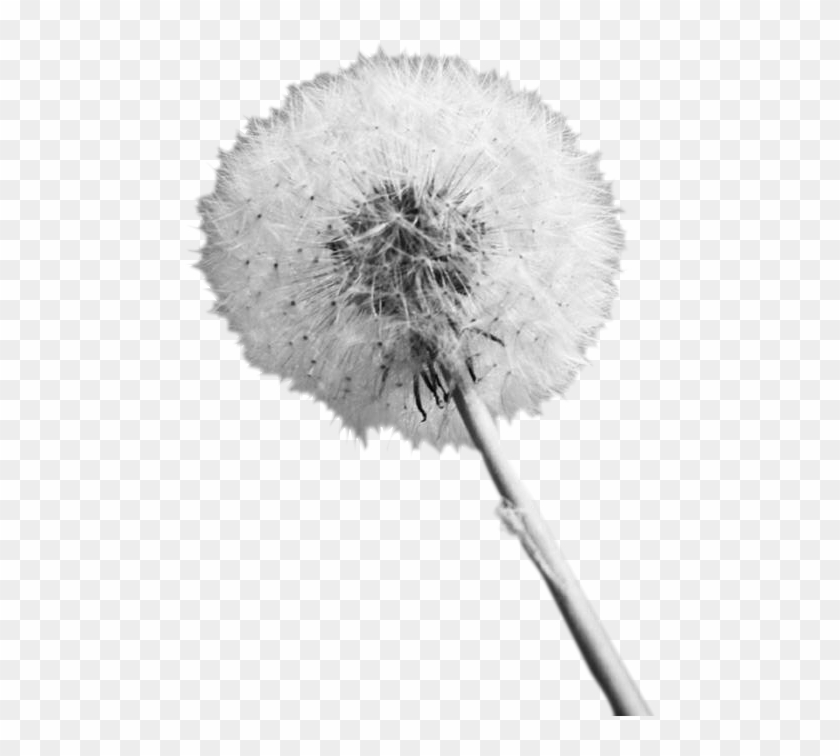 Diente - Dandelion Clipart