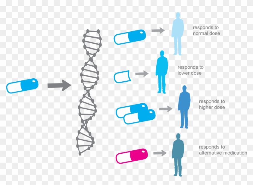 Alpha Genomix Enables The Selection Of The Right Drug - Personalized Medicine Clipart #4225623