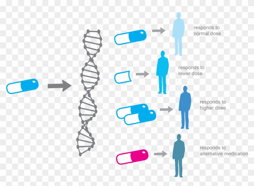 Alpha Genomix Enables The Selection Of The Right Drug - Personalized Medicine Clipart