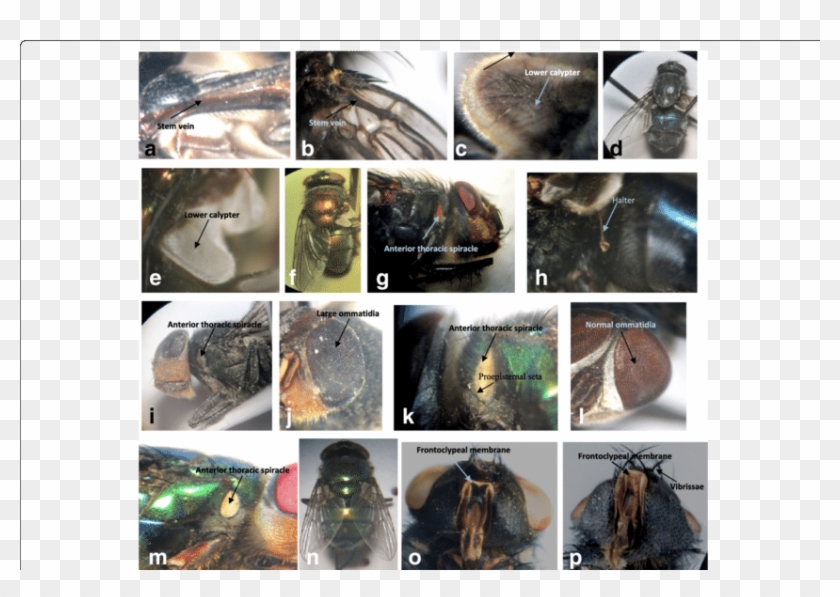 A Chrysomya Albiceps , Fore Wing - Collage Clipart #4226597