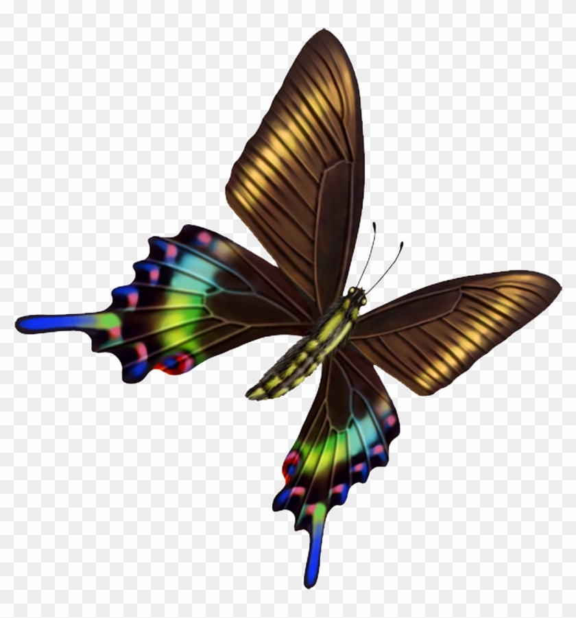 Hd Beautiful Colorful Butterfly Png - 蝴蝶 Clipart #4227306