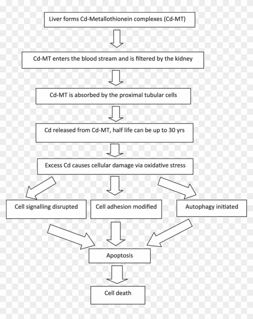 Suggested Mechanisms Of Renal Toxicity Of Cadmium - ตอง ภัค ร มัย Clipart