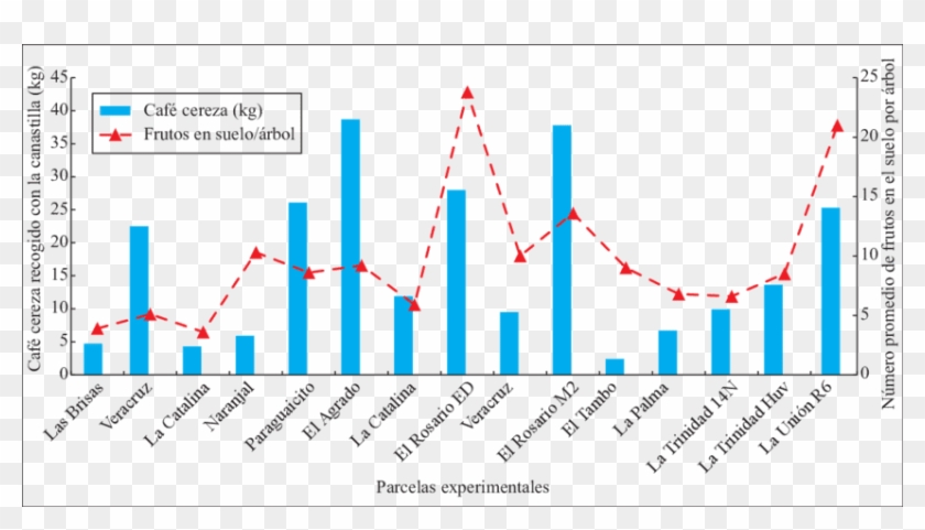 Café Cereza Recolectado Con Canastilla En Las Parcelas - Environmental Situation In China Clipart #4230399