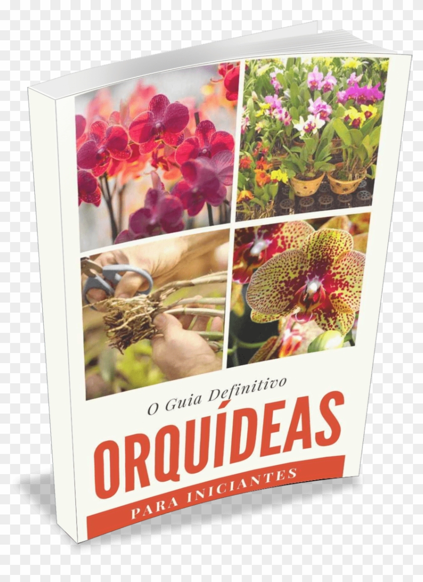 Baixe Agora Mesmo O Manual De Orquídeas Guia Definitivo - Guia Definitivo De Como Cuidar De Orquideas Clipart #4231702