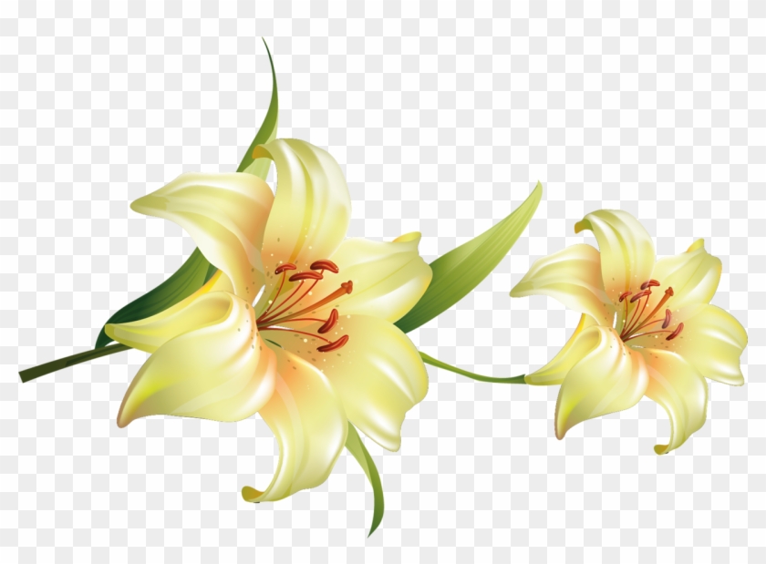 Flor Png Fondo Transparente - Azucenas Png Clipart