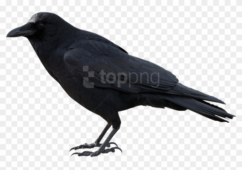 Free Png Crow Png Images Transparent - Crow Transparent Clipart