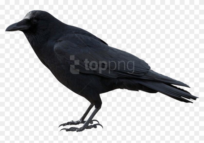 Free Png Crow Png Images Transparent - Crow Transparent Clipart #4232645