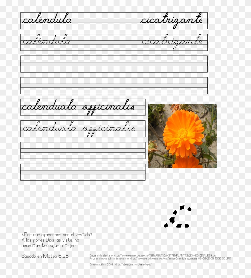 Plante Pe Cale De Disparitie Clipart #4232846