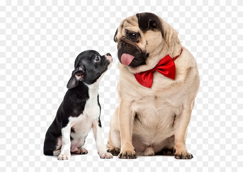 Chihuahua I Mops Clipart