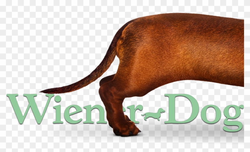 Wiener-dog Image - Water Buffalo Clipart #4234486