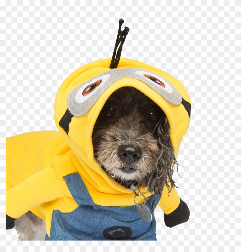 Minions Dog Costume, Wiener Dogs Take The Bone For - Companion Dog Clipart #4234569