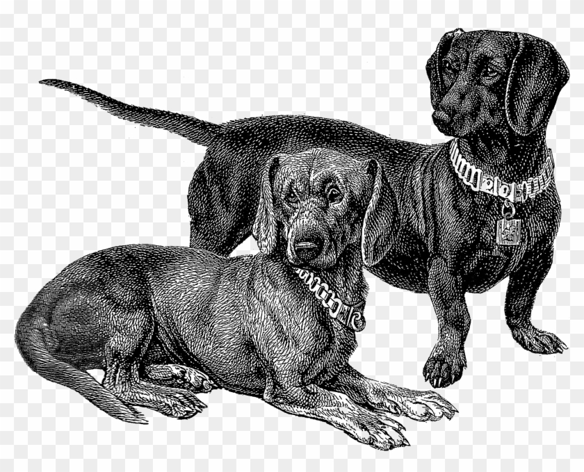 2140 Dachshunds Wiener Dogs Free Vintage Clip Art - Png Download #4234803