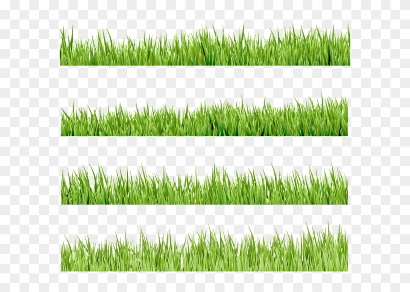 Флора, Зеленая Трава, Green Grass - Sweet Grass Clipart #4235571
