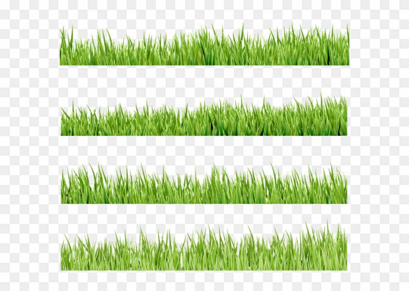 Флора, Зеленая Трава, Green Grass - Sweet Grass Clipart
