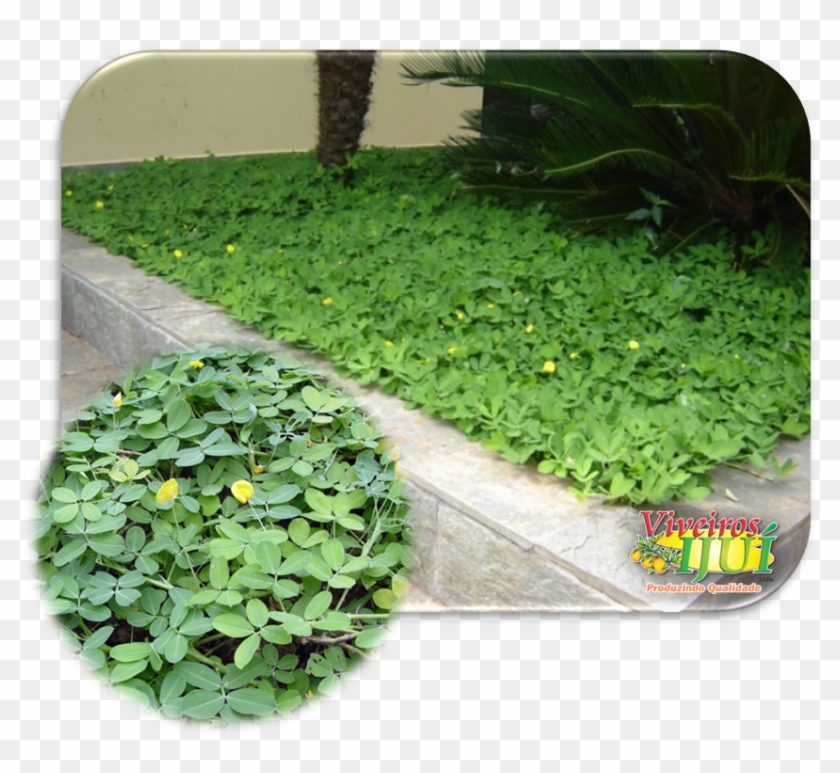 A Grama Amendoim É Uma Execelente Forração, Om Textura - Grama Que Não Precisa Podar Clipart