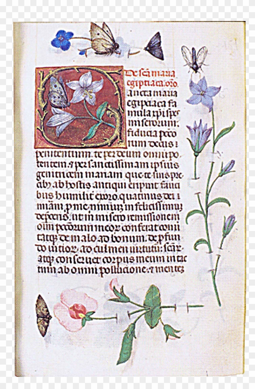 Cracovia, Biblioteca Czartoryski, Ms - Floral Design Clipart