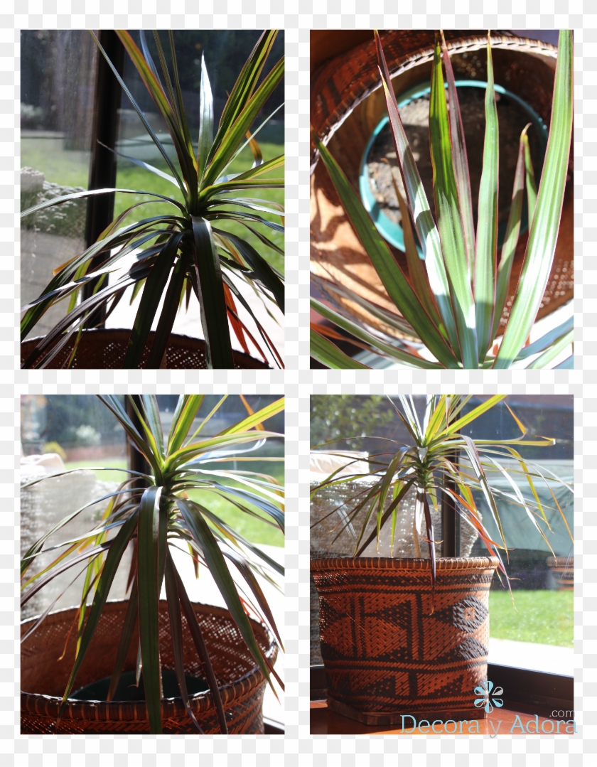 Drácena - Tree Clipart