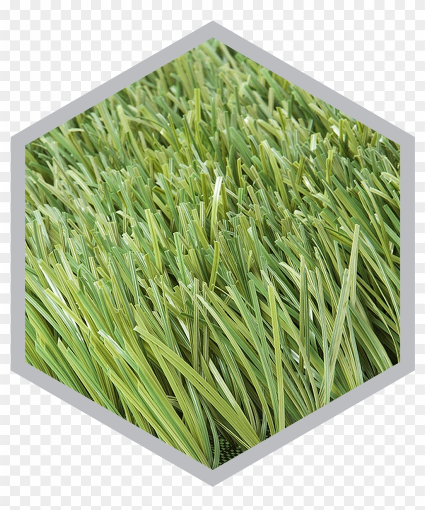 Tg Sports Advanced Monofilamento - Sweet Grass Clipart #4236781