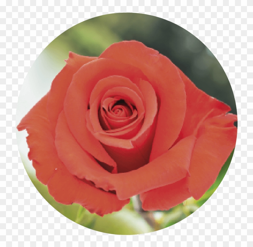Nina-28 - Garden Roses Clipart #4237680