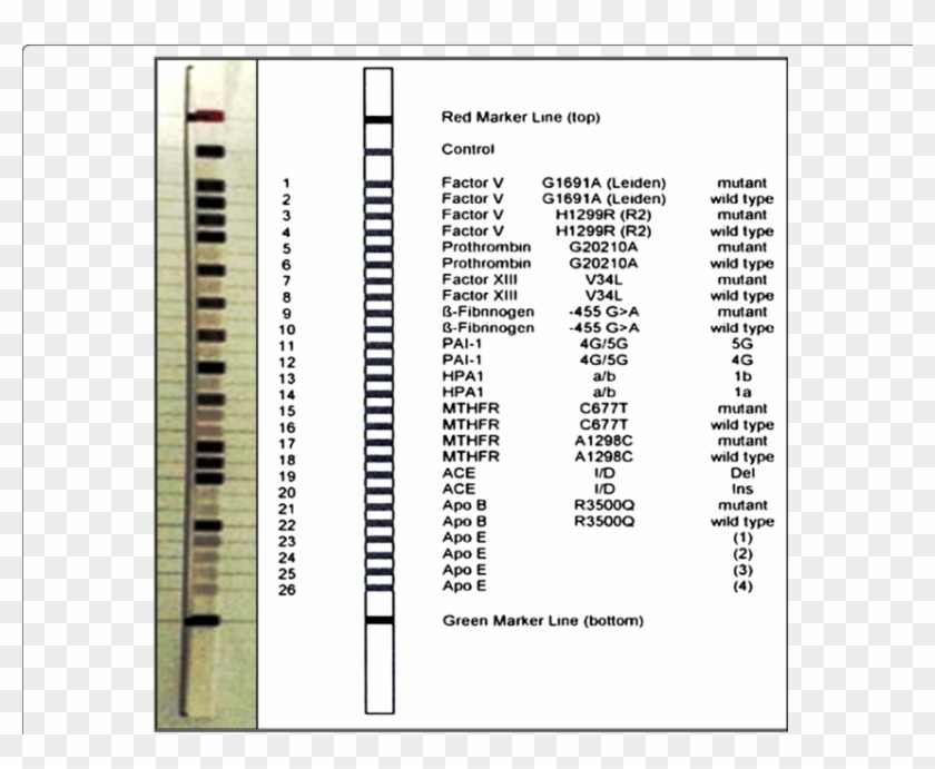 Design Of Cvd Strip Assay Test Used In The Current - Cvd Strip Assay Clipart