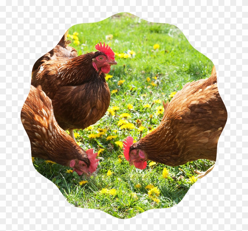 Producing Fresh Eggs , Png Download - Chickens Feeding Clipart #4239401