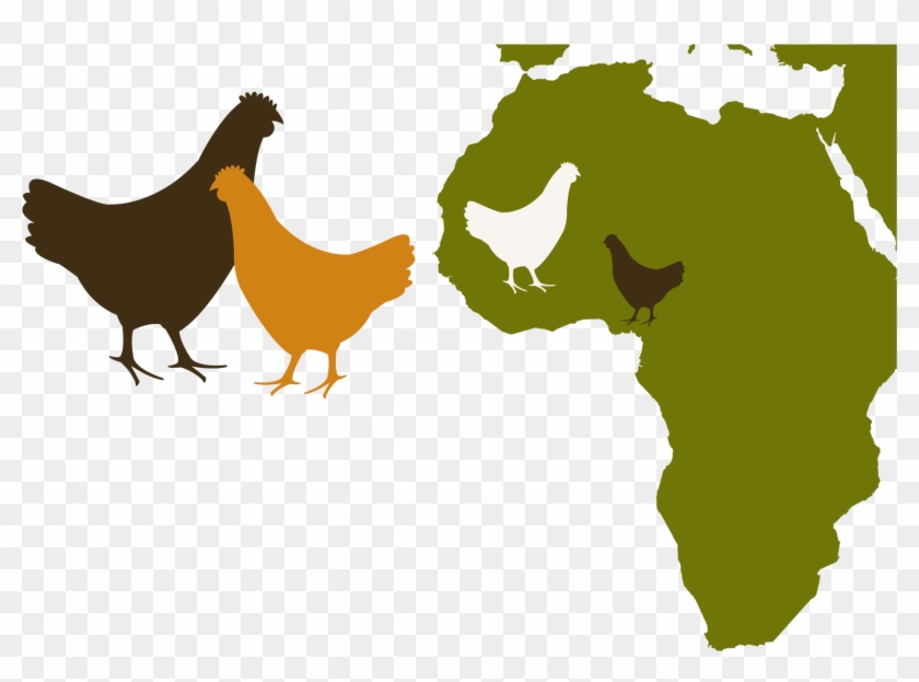 Poultry In Africa - Africa And China Clipart #4239466