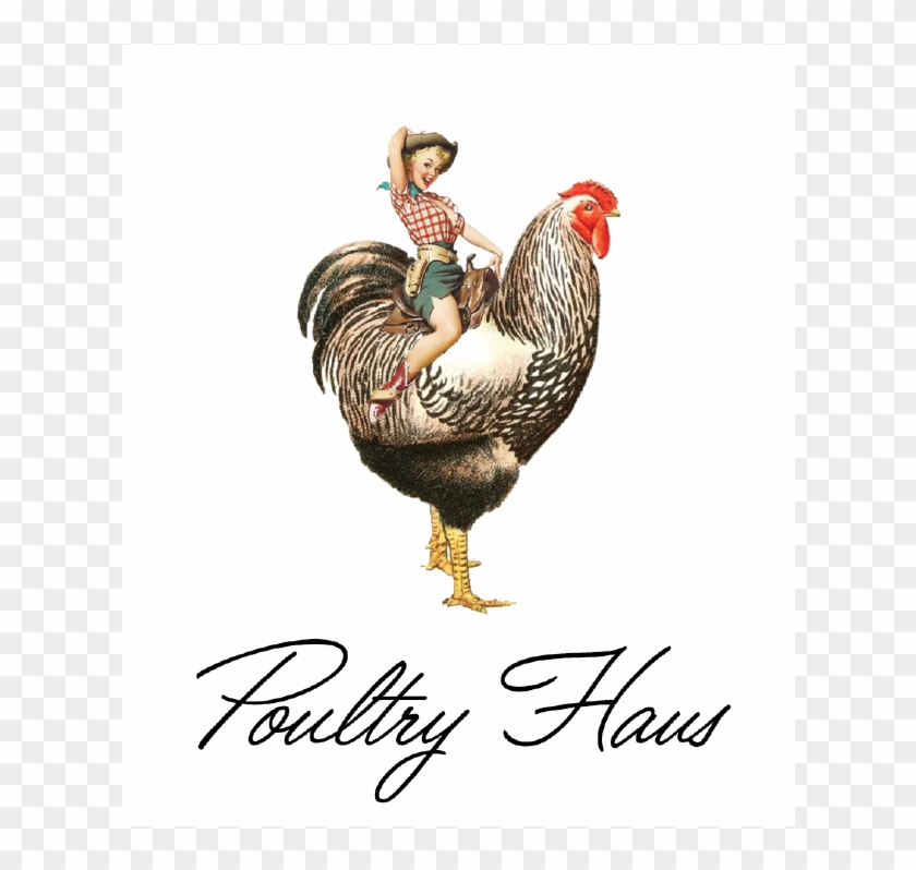 Poultry - Rooster Clipart