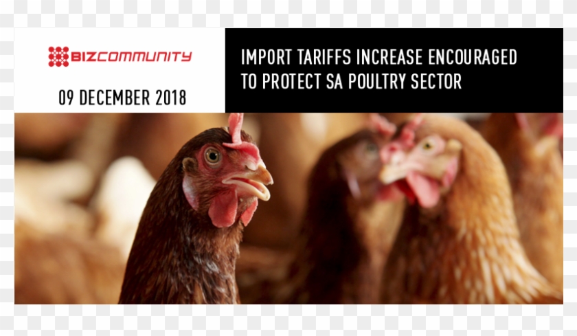 News - Turkey Clipart