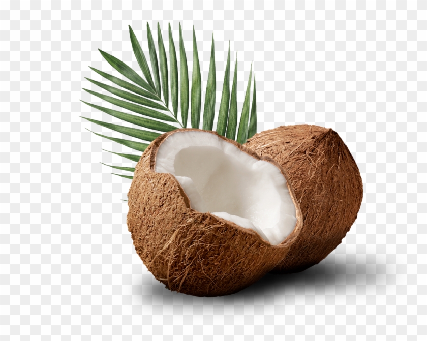 Coco Con Hoja De Palmera Detrás - Coconut Clipart #4239915