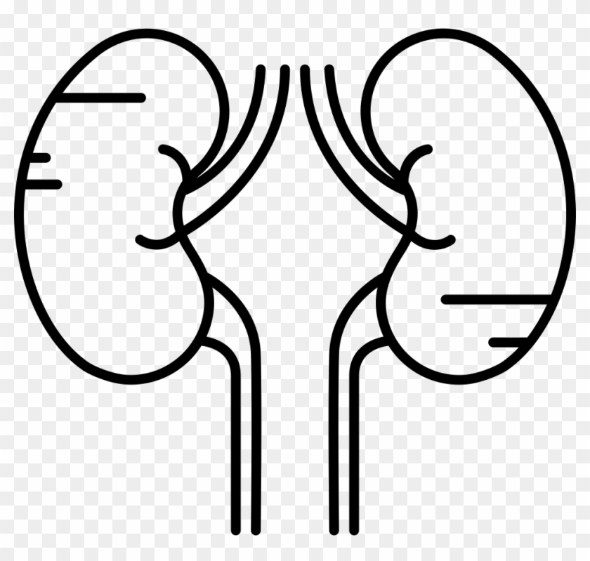 Png File - Human Kidney Black And White Png Clipart #4239960