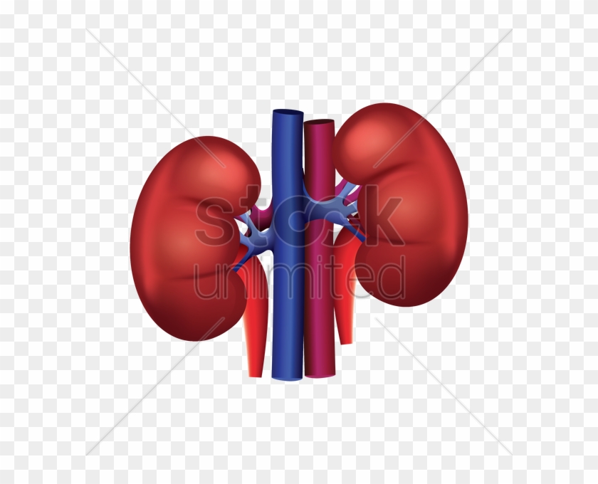 Kidney Png Clipart #4240075