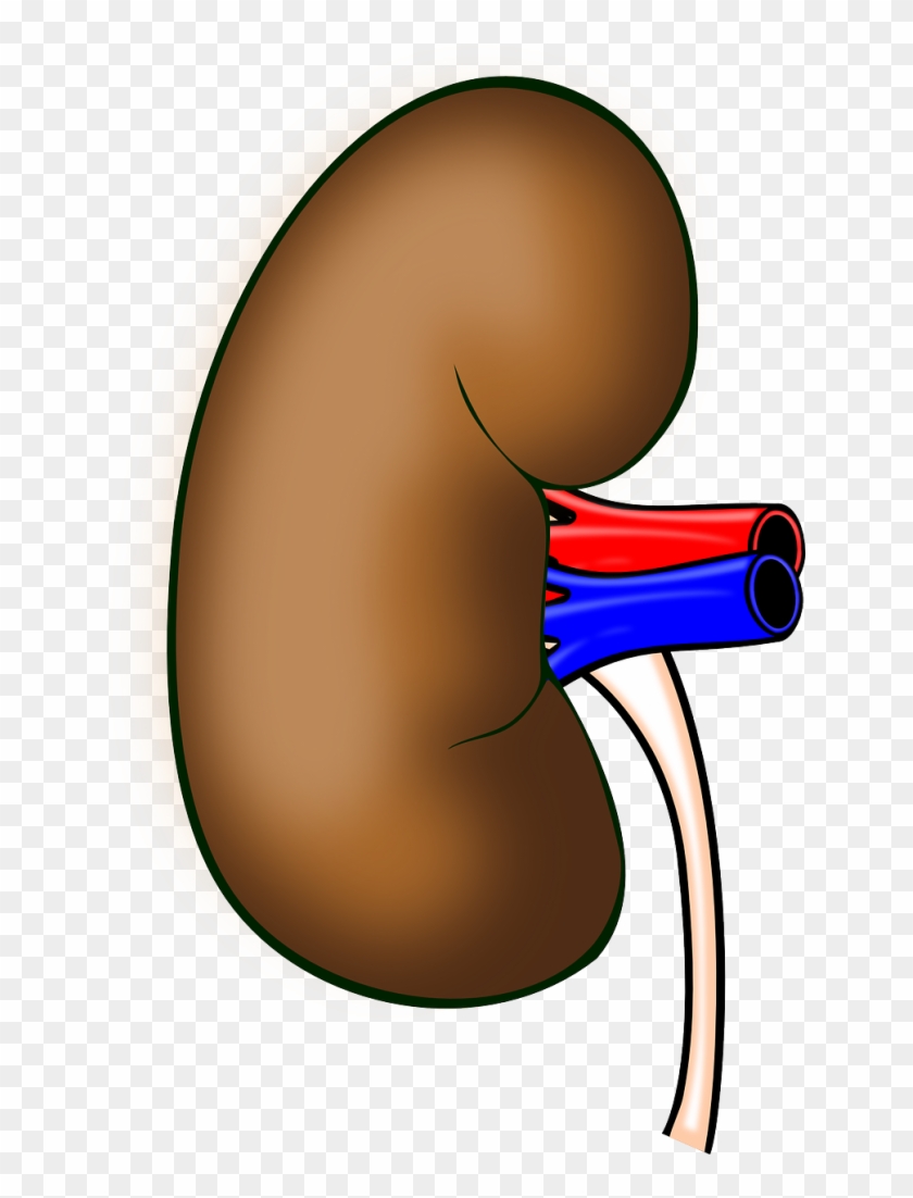 The Motor Cortex And The Kidney - Clipart Kidney - Png Download