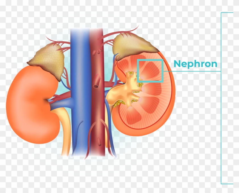 4 Images Are Shown, The First Image Shows The Anatomy - Illustration Clipart