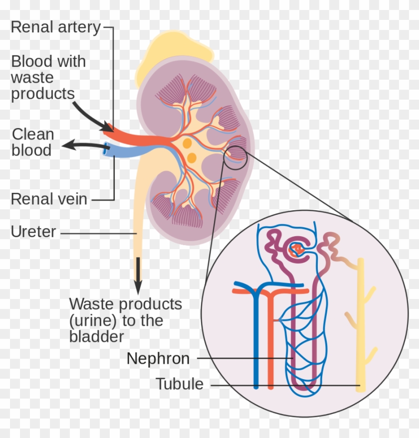Diagram Showing How The Kidneys Work Cruk - Secondary Hypertension Clipart #4240364