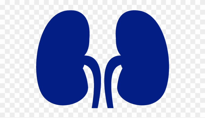 Kidney Transplant - Blue Kidney Clipart #4240523