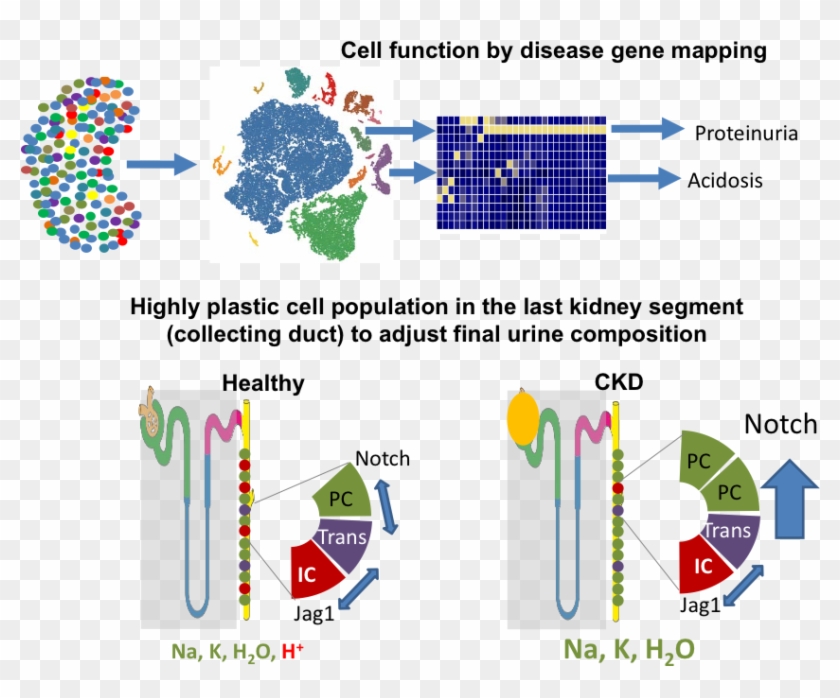 Welcome To The Susztaklab Mouse Kidney Single Cell - Kidney Single Cell Clipart