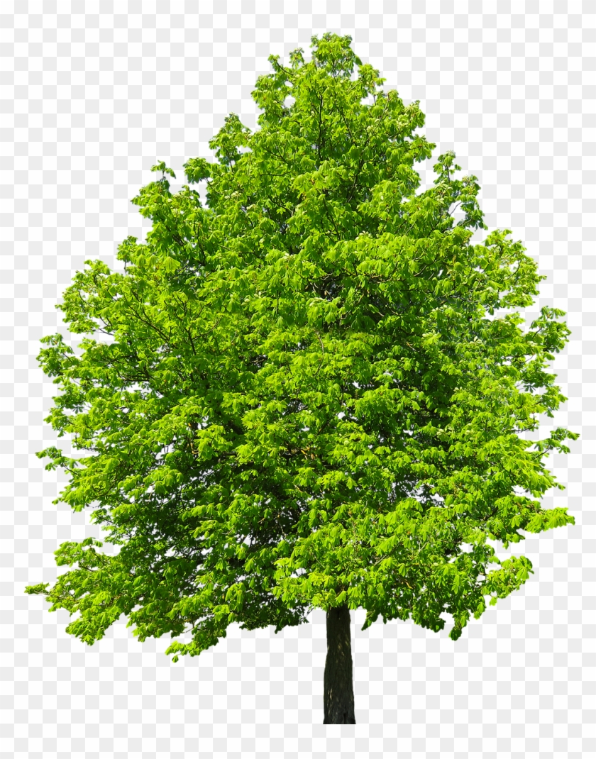 Nature - New Mexico Maple Clipart