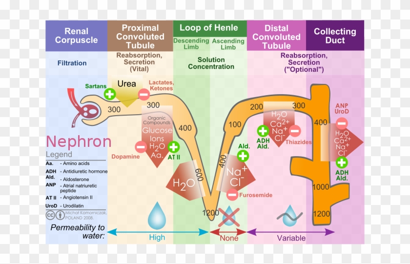 Renal Filtration Description Kidney - Filtration In Nephron Clipart