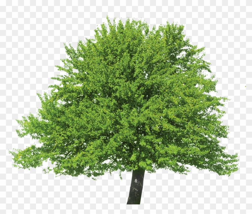 Descarregar - Oak Tree White Background Clipart