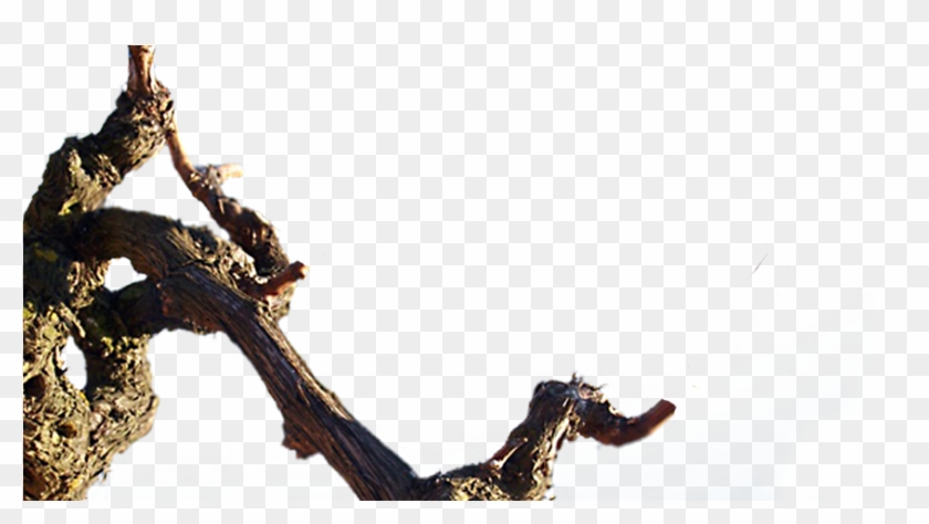 Macro Photography Clipart #4241791