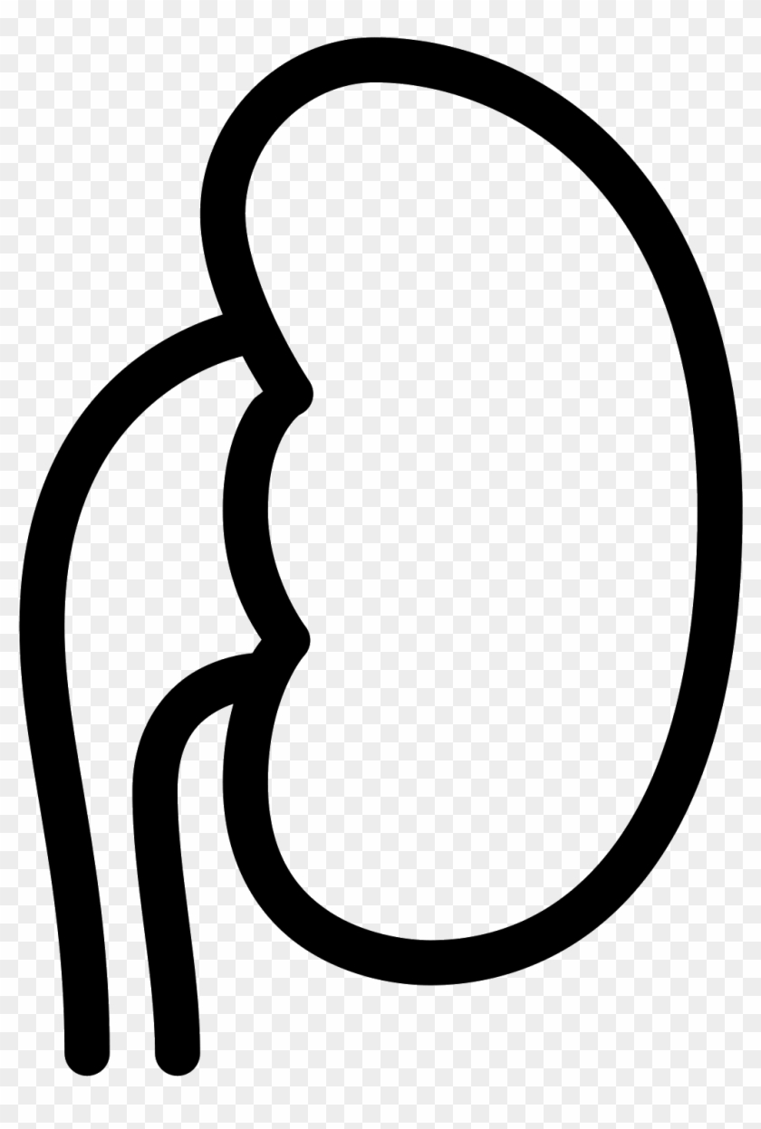 Kidney Png Clipart