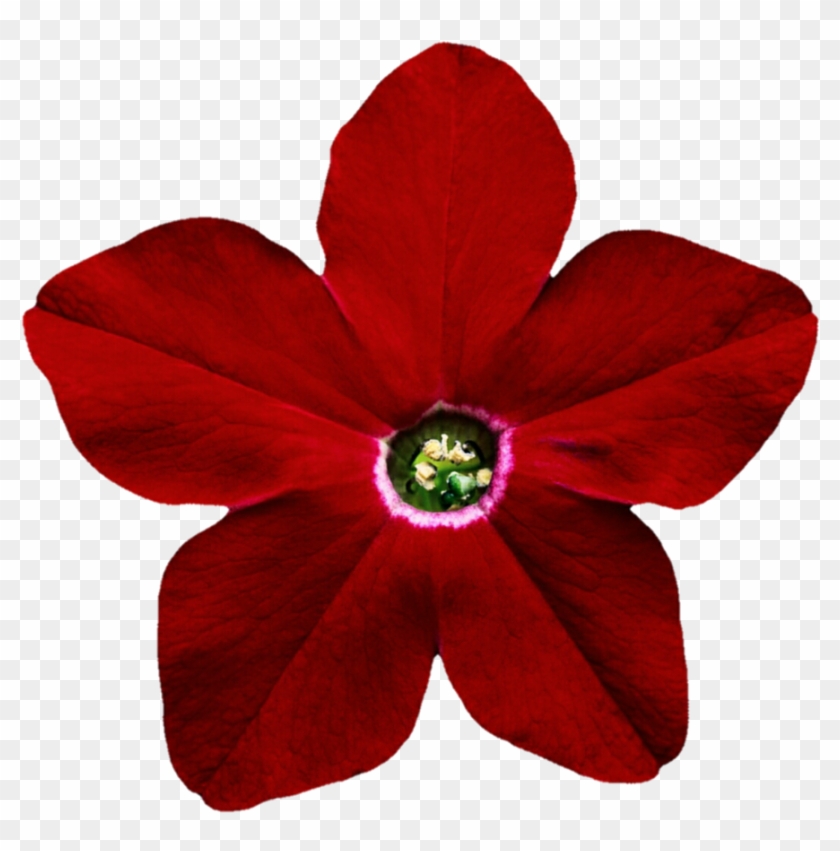 Petunia Png Pic - Perforatrice Fleur Clipart #4242756