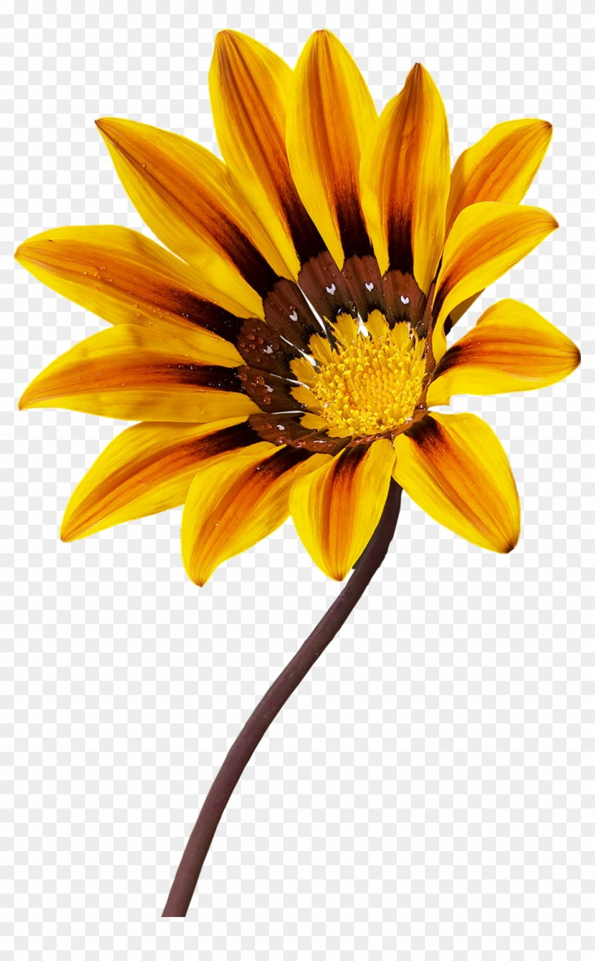 Gazania Png Transparent Image - Gazania Rigens Clipart