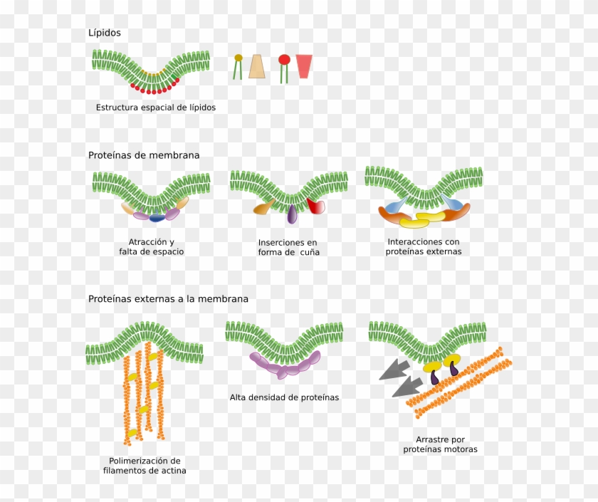 Algunos Mecanismos Moleculares Que Curvan Las Membranas - Curvatura De La Membrana Clipart #4244552