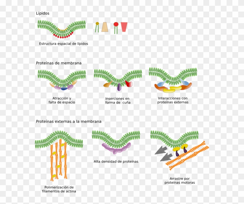 Algunos Mecanismos Moleculares Que Curvan Las Membranas - Curvatura De La Membrana Clipart