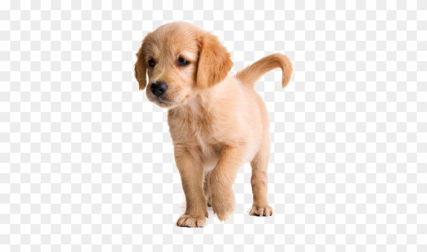 Png Perros - Imagenes De Png De Perros Clipart